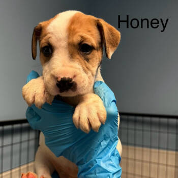 Rescue American Staffordshire Terrier Dogs for Adoption in San Antonio, Texas - Honey | PetCurious