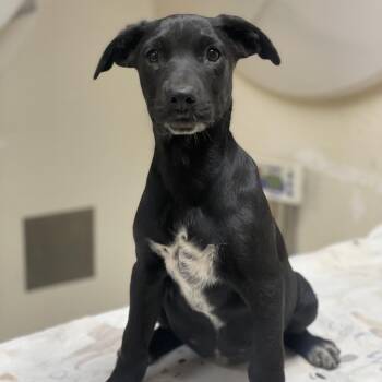 Shepherd and Mixed Breed Dogs Available for Adoption in Riverside, California - Cardi Bork | PetCurious