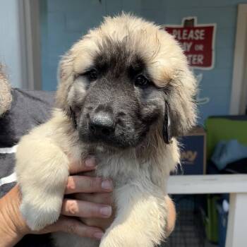 Rachel -  Great Pyrenees and Anatolian Shepherd Dog for Adoption in Jefferson City, Tennessee - Rachel | PetCurious