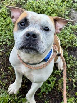 Rescue American Bulldog Dogs for Adoption in Fort Lauderdale, Florida - PIP | PetCurious