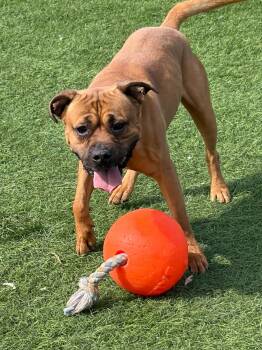 Mastiff Dogs Available for Adoption in Lenexa, Kansas - Rojo | PetCurious