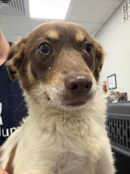 Rita -  Terrier and Mixed Breed Dog for Adoption in Fresno, California - Rita | PetCurious