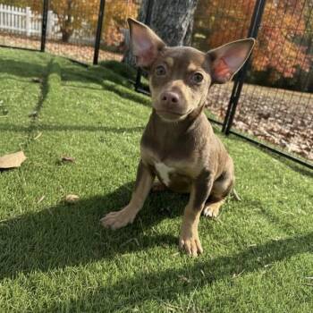 Rescue Chihuahua Dogs for Adoption in Floresville, Texas - Pumpkin | PetCurious