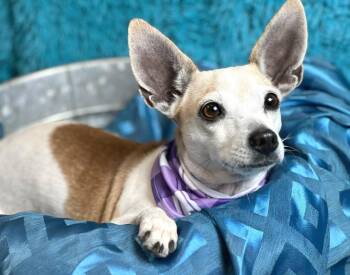 Rescue Chihuahua and Rat Terrier Dogs for Adoption in Hondo, Texas - Miss Kippy - 3 Steady Paws, Beauty And Grace! | PetCurious