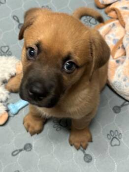 Chip -  Mixed Breed Dog for Adoption in Saskatoon, Saskatchewan - Chip | PetCurious