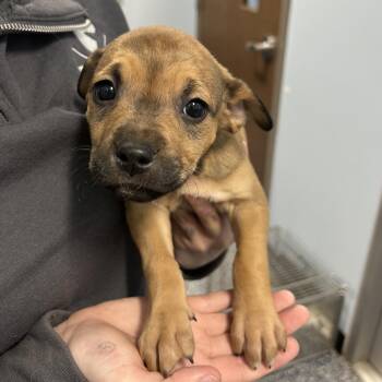 Boxer and Mixed Breed Dogs Available for Adoption - Toile | PetCurious