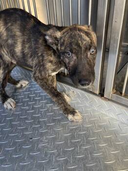 MISSY -  Mixed Breed Dog for Adoption in Dallas, Texas - MISSY | PetCurious