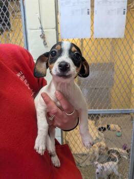 Feist and Mixed Breed Dogs Available for Adoption - DRACO | PetCurious