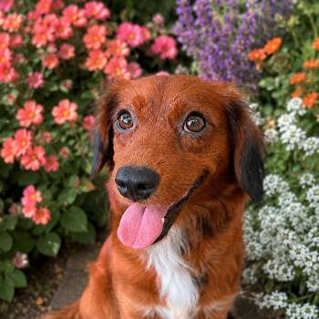 Stella Rosa -  Spaniel and Dachshund Dog for Adoption in Baton Rouge, Louisiana - Stella Rosa | PetCurious