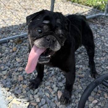 Loki -  Pug and Mixed Breed Dog for Adoption in Cumberland, Maryland - Loki | PetCurious