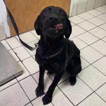 Mixed Breed Dogs Available for Adoption in Charleston, West Virginia - Astro | PetCurious