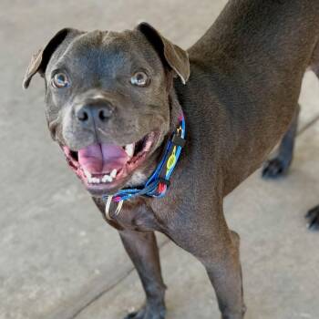 Niner -  Pit Bull Terrier Dog for Adoption in Las Vegas, Nevada - Niner | PetCurious