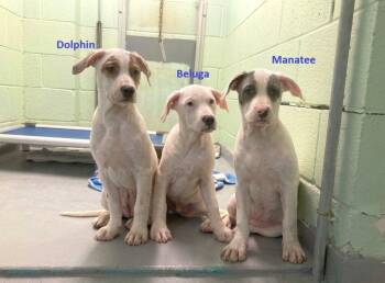Beluga -  Mixed Breed Dog Available for Adoption in Durham, North Carolina - Beluga | PetCurious