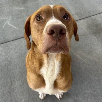 Arthur -  Hound and Mixed Breed Dog for Adoption in Emporia, Kansas - Arthur | PetCurious