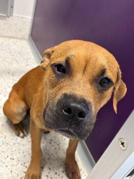 Honey -  Pit Bull Terrier Dog for Adoption in Providence Forge, Virginia - Honey | PetCurious
