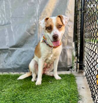 Mandy -  Mixed Breed Dog Available for Adoption in Ellijay, Georgia - Mandy | PetCurious