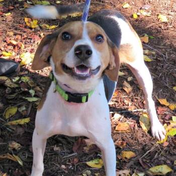 Shelton -  Beagle Dog for Adoption in Fairfax Station, Virginia - Shelton | PetCurious
