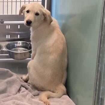 Golden Retriever and Poodle Dogs Available for Adoption in Norman, Oklahoma - Huck | PetCurious