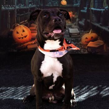 Mixed Breed Dogs Available for Adoption - Boaz | PetCurious