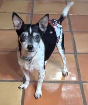 Chihuahua and Miniature Poodle Dogs Available for Adoption in Clatskanie, Oregon - Judge | PetCurious