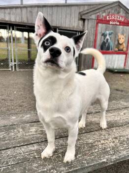 Rescue Mixed Breed Dogs for Adoption in Wallingford, Connecticut - Octavius Pepper | PetCurious