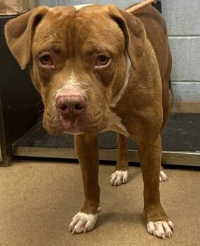 Rescue Mixed Breed Dogs for Adoption in Chamblee, Georgia - Ken | PetCurious