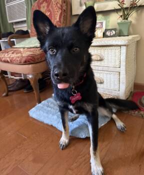 Rescue German Shepherd Dog Dogs for Adoption in Arvada, Colorado - Pearl | PetCurious