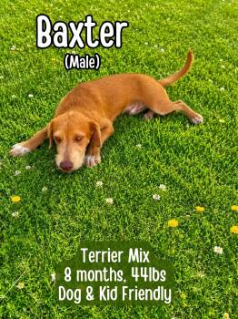 Baxter -  Terrier Dog for Adoption in Lancaster, Kentucky - Baxter | PetCurious