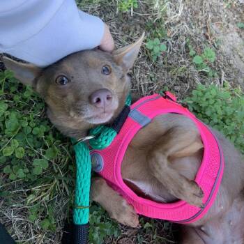 Rosanna -  Chihuahua and Mixed Breed Dog for Adoption in West Chester, Pennsylvania - Rosanna | PetCurious