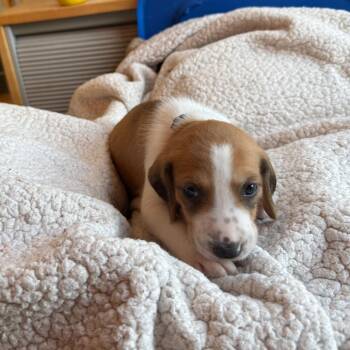 Hound and Mixed Breed Dogs Available for Adoption - Mr. Benedict Bridgerton | PetCurious