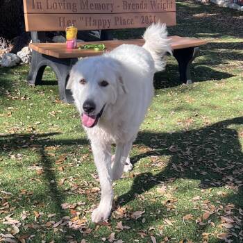 Duke -  Great Pyrenees Dog for Adoption in Port Charlotte, Florida - Duke | PetCurious