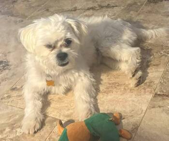 Baxter -  Terrier Dog for Adoption in Mesa, Arizona - Baxter | PetCurious