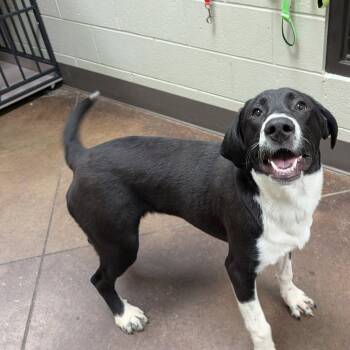 Ruby -  Mixed Breed Dog for Adoption in Hopkinton, Massachusetts - Ruby | PetCurious