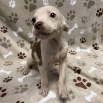 Twyla *Adoption Pending* -  Pit Bull Terrier Dog for Adoption - Twyla *Adoption Pending* | PetCurious