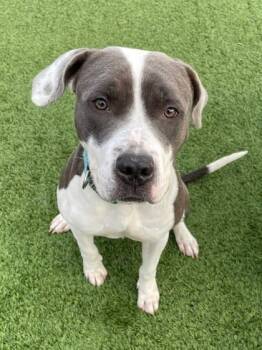 Rescue American Staffordshire Terrier and Mixed Breed Dogs for Adoption in Chesapeake, Virginia - Kristof | PetCurious