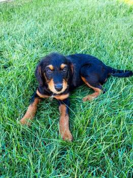 Sweet Pea -  Poodle and Shepherd Dog for Adoption in Homewood, Illinois - Sweet Pea | PetCurious
