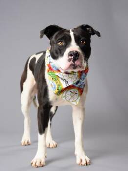Mixed Breed Dogs Available for Adoption in Atlanta, Georgia - Remus Lupin | PetCurious