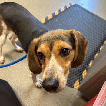 Athena -  Beagle Dog for Adoption in Council Bluffs, Iowa - Athena | PetCurious