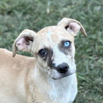 Rescue Australian Shepherd Dogs for Adoption in Locust Fork, Alabama - Hera | PetCurious