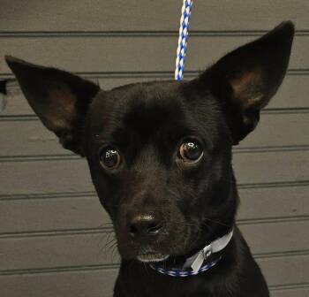 Tarpon - FOSTER NEEDED -  Chiweenie Dog for Adoption in New York, New York - Tarpon - FOSTER NEEDED | PetCurious