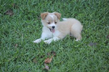 Talia -  Pomeranian Dog for Adoption in Alafaya, Florida - Talia | PetCurious