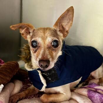 Clem 5725 D -  Chihuahua Dog for Adoption in Frankfort, Kentucky - Clem 5725 D | PetCurious