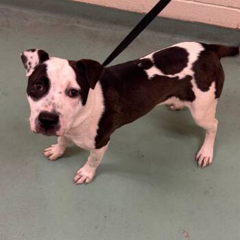 Mixed Breed Dogs Available for Adoption in Memphis, Tennessee - Vesper | PetCurious