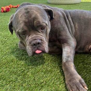 Mastiff and Mixed Breed Dogs Available for Adoption in Gastonia, North Carolina - Slug | PetCurious