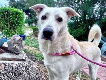 Airedale Terrier Dogs Available for Adoption in Huntington, New York - BAILEY | PetCurious