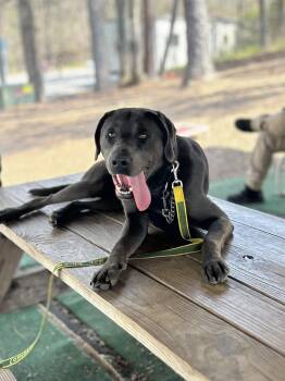 Pit Bull Terrier Dogs Available for Adoption in Clarkesville, Georgia - Luke | PetCurious