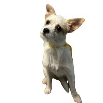 Mouse -  Terrier Dog for Adoption in Red Bluff, California - Mouse | PetCurious