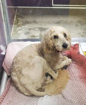Poodle and Mixed Breed Dogs Available for Adoption in Kansas City, Missouri - Benson | PetCurious