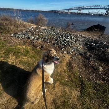 Sully -  Mixed Breed Dog for Adoption in Philadelphia, Pennsylvania - Sully | PetCurious