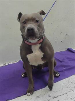 Staffordshire Bull Terrier and Mixed Breed Dogs Available for Adoption - LARISA | PetCurious